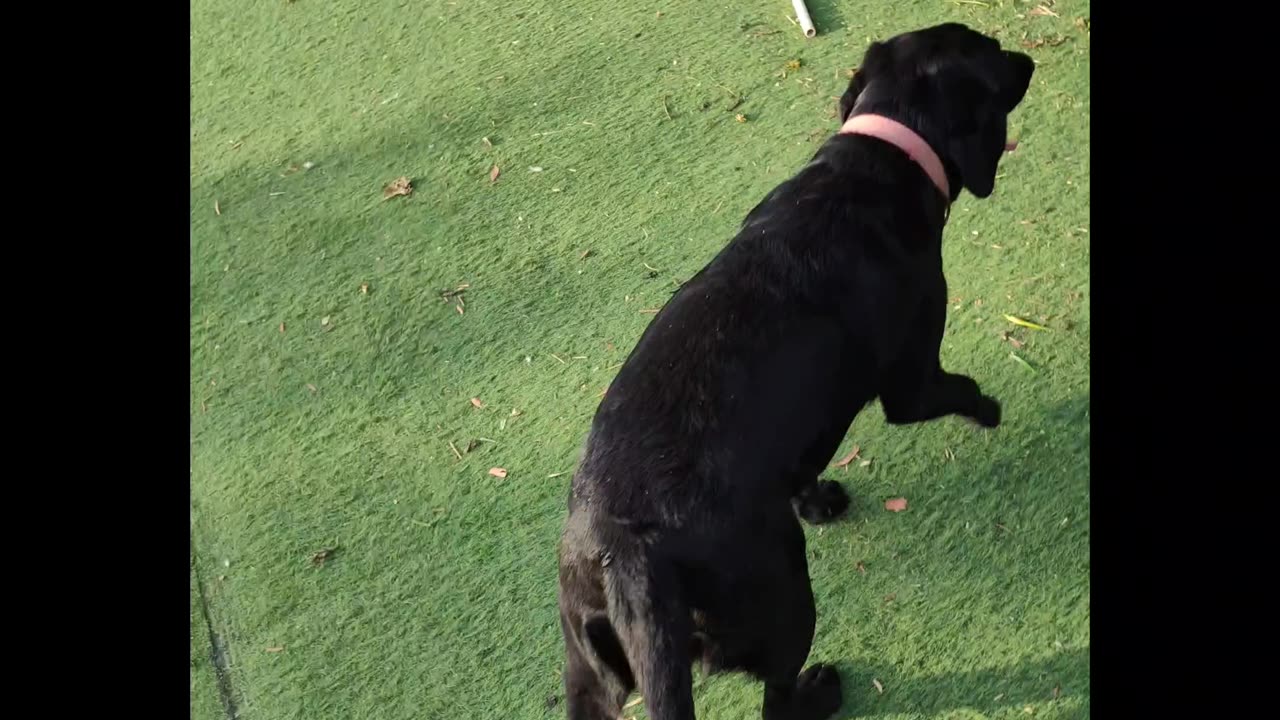 Dog playing video