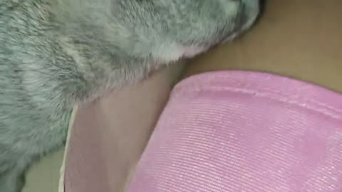 Cute baby rabbit