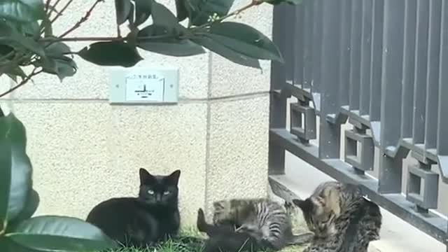 Two kittens look exactly like their parents🥰