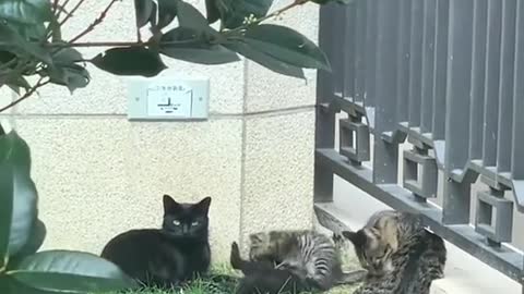 Two kittens look exactly like their parents🥰