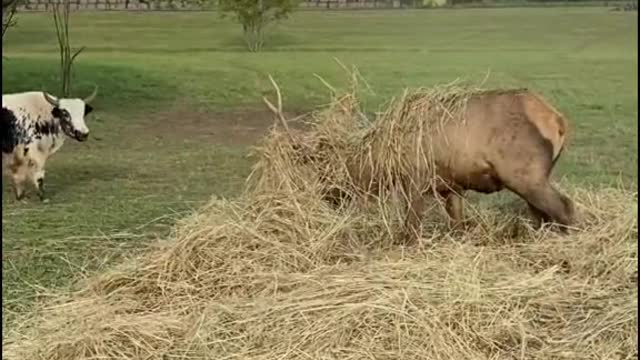 Just hello. Deer and Yak