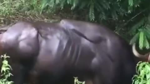 "woooooow 🤷‍♂️Huge muscular buffalo you would suprise...Must watch