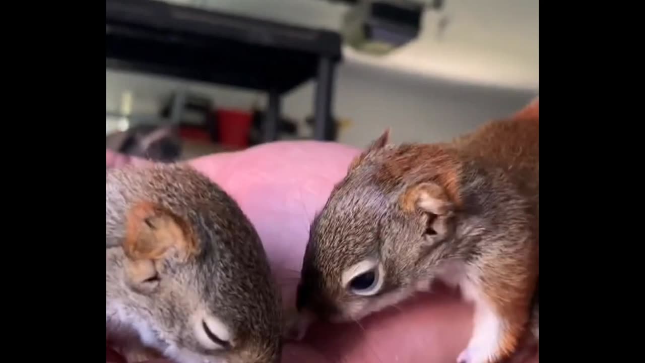 Squirrel Nursery - Cute baby squirrels