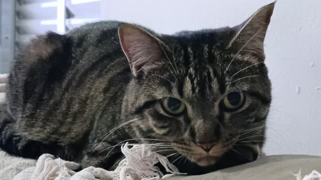 Gata Sandi