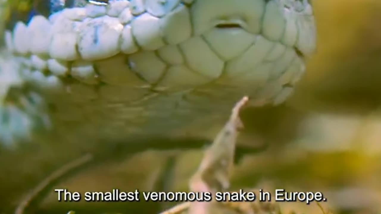 Snake documentary