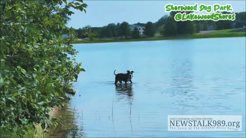 🌳🐾 The Hidden Dog Park Your Pooch Will Love! 🐶💖