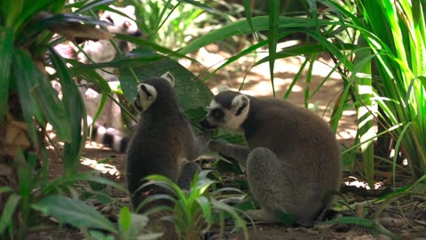 Lemurs eading