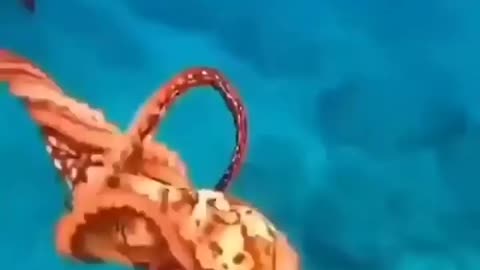 This is a beautiful and charming water-dwelling species