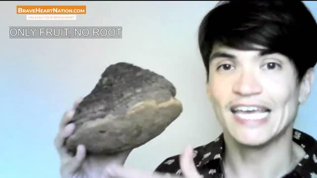 The Miracle of Mushrooms: Is This Thing Really a Mushroom?