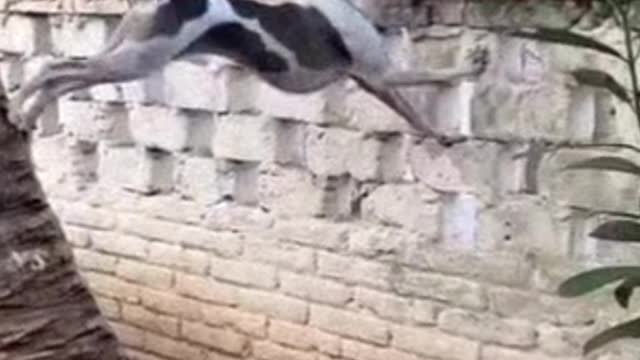 Cute dog is climbing coconut tree