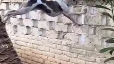 Cute dog is climbing coconut tree
