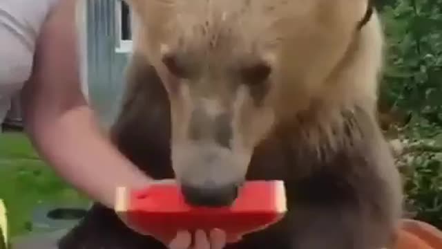 The beasts look cute when they eat this!!!