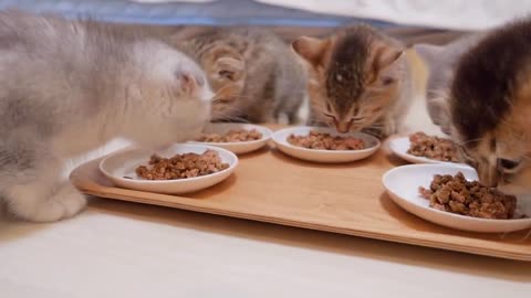 The moment I showed the kittens food while they were fighting_ their reaction was so cute