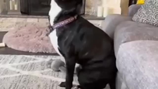 Try not to laugh🤣 Funny animals Pt 1 😹‖ #shorts #funnyvideos