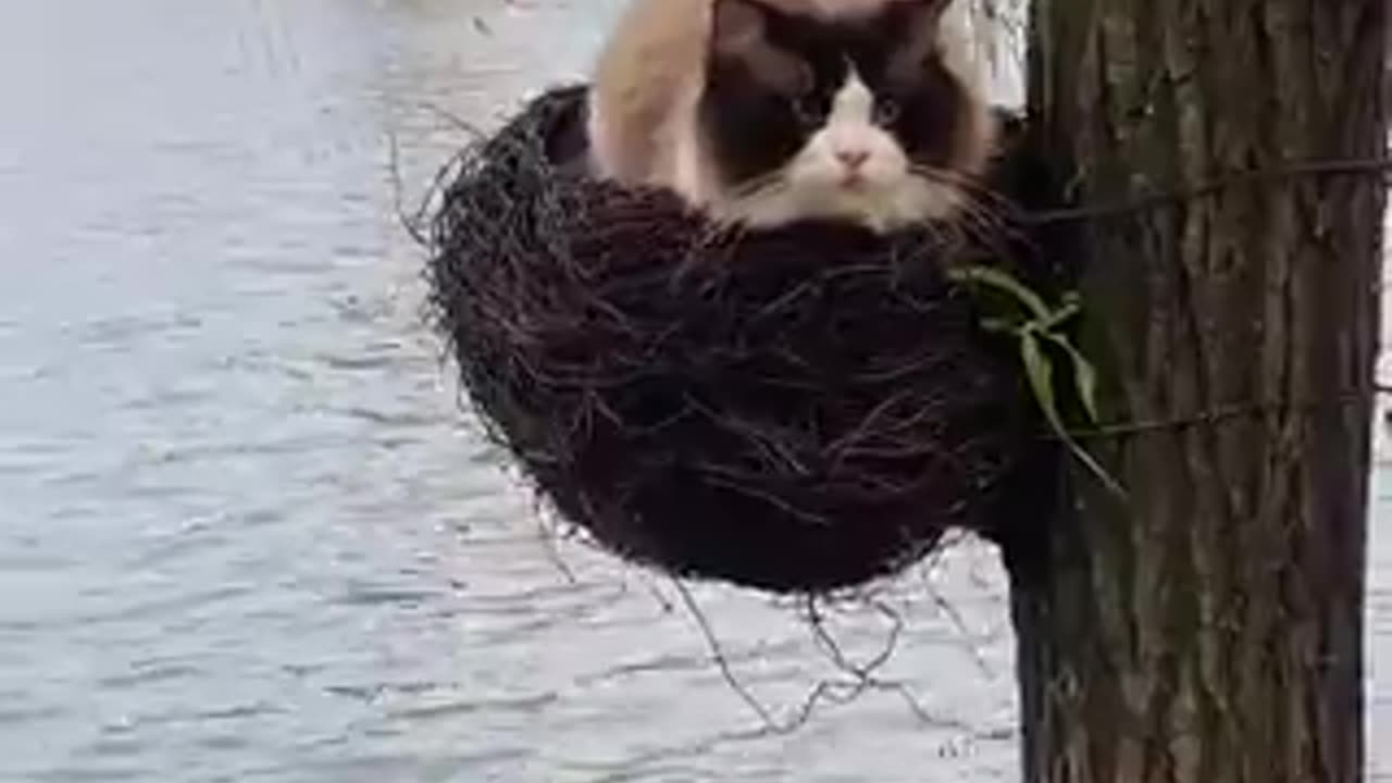 catbird