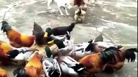 Chicken VS Dog Fight - Funny Dog Fight Videos