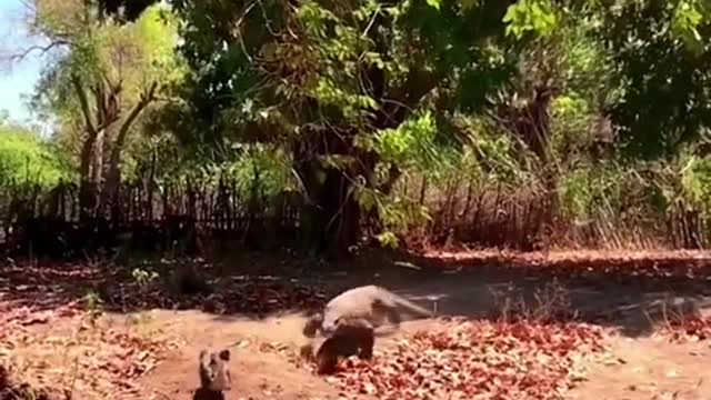 Komodo dragons get hungry and sneak up on ducks