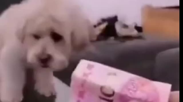 Dog funny video Smart Dogs