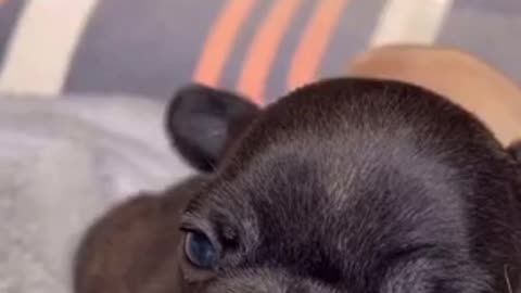 Beautiful dogs 🐶 trending video