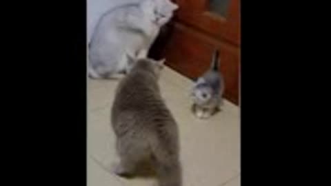 The Ultimate Cat Fight