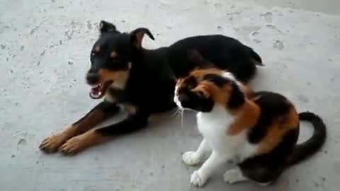 Cat & Dog love story 🥰