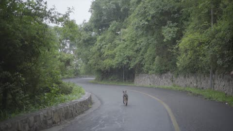 the dog walking