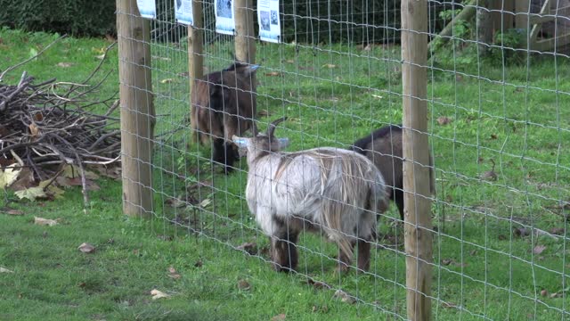 surrey park farm baby goat raw 2