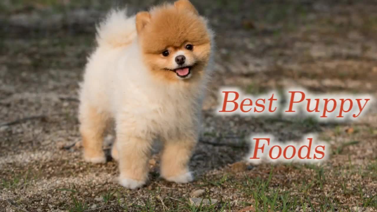 Best Dog Foods Puppies Will Adore -- Delicious_Healthy Food For Puppy