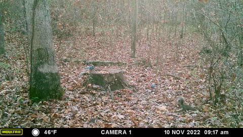 blue birds and a squirrel