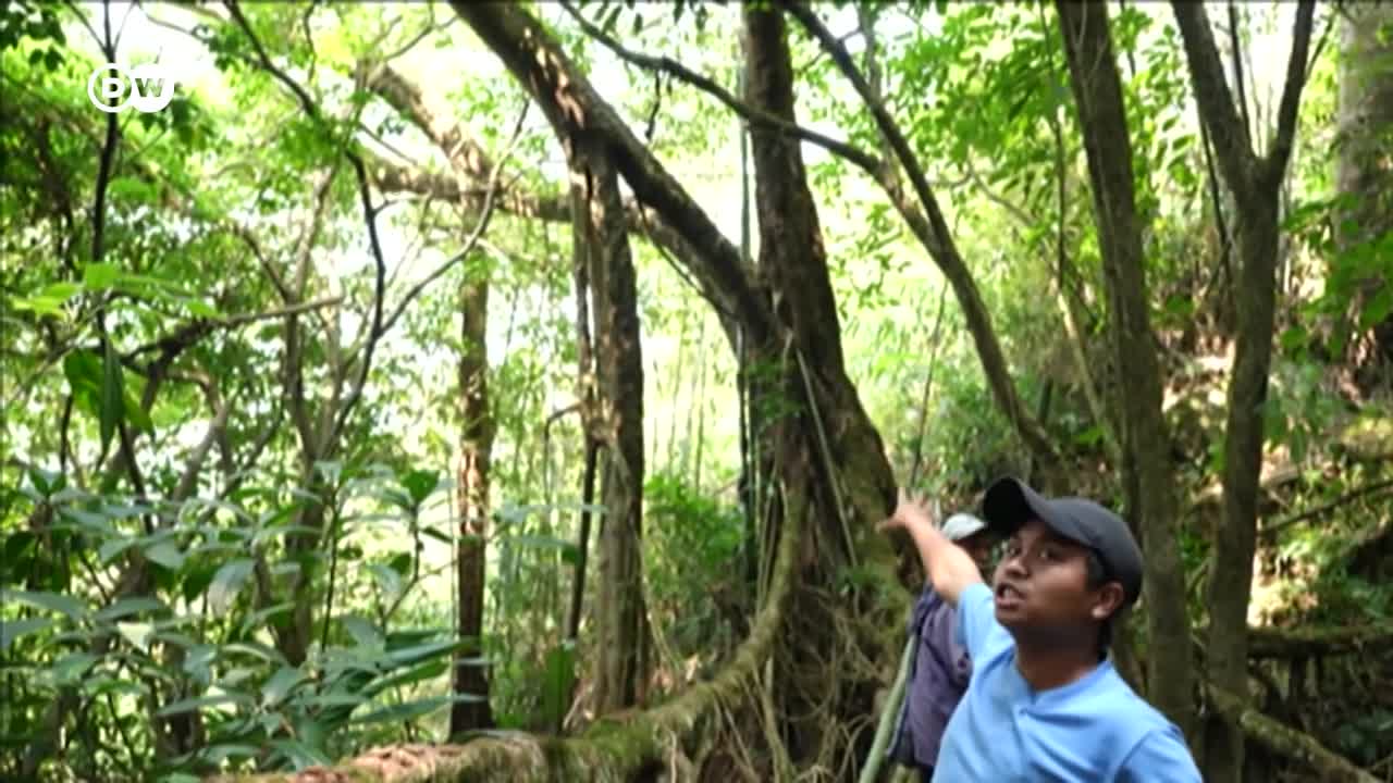 How India wants to preserve its 'living bridges' _ DW News