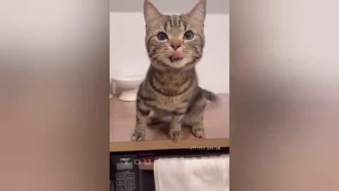 20 minutes of adorable cats and kittens videos to keep you smiling