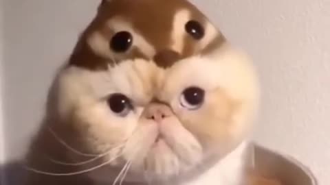 cute and funny cats