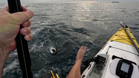 Shark Hits Kayaker