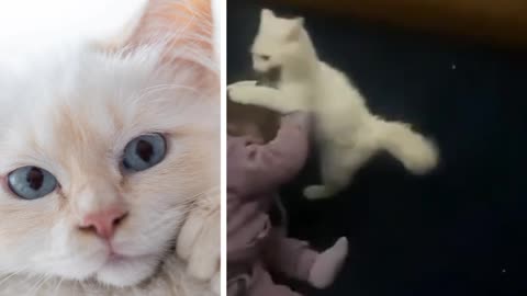 Funny little girl wrestling a cat