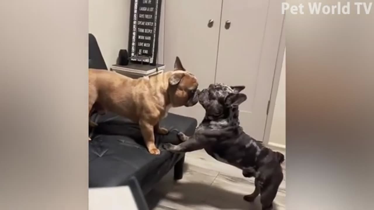 Funny Animal Videos 2023🥰 - Funniest Dogs And Cats Videos 😅