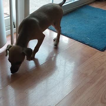 Our Friends Dog "Sugar"