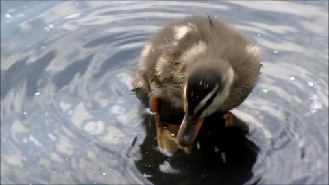 The duck cleans itself with water, Lahey