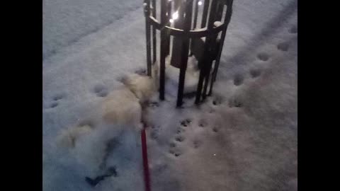 winter walk