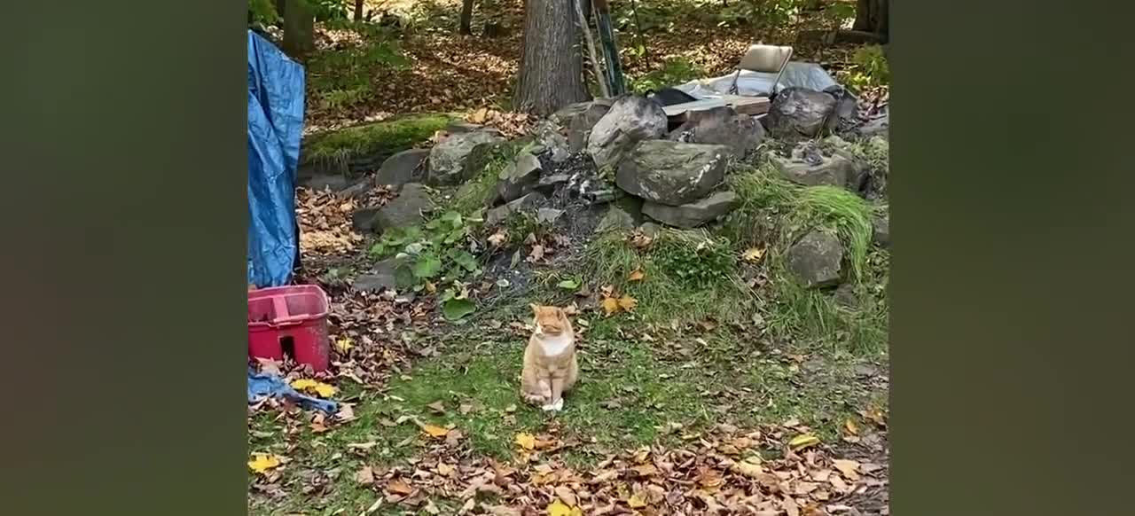 HELLO?