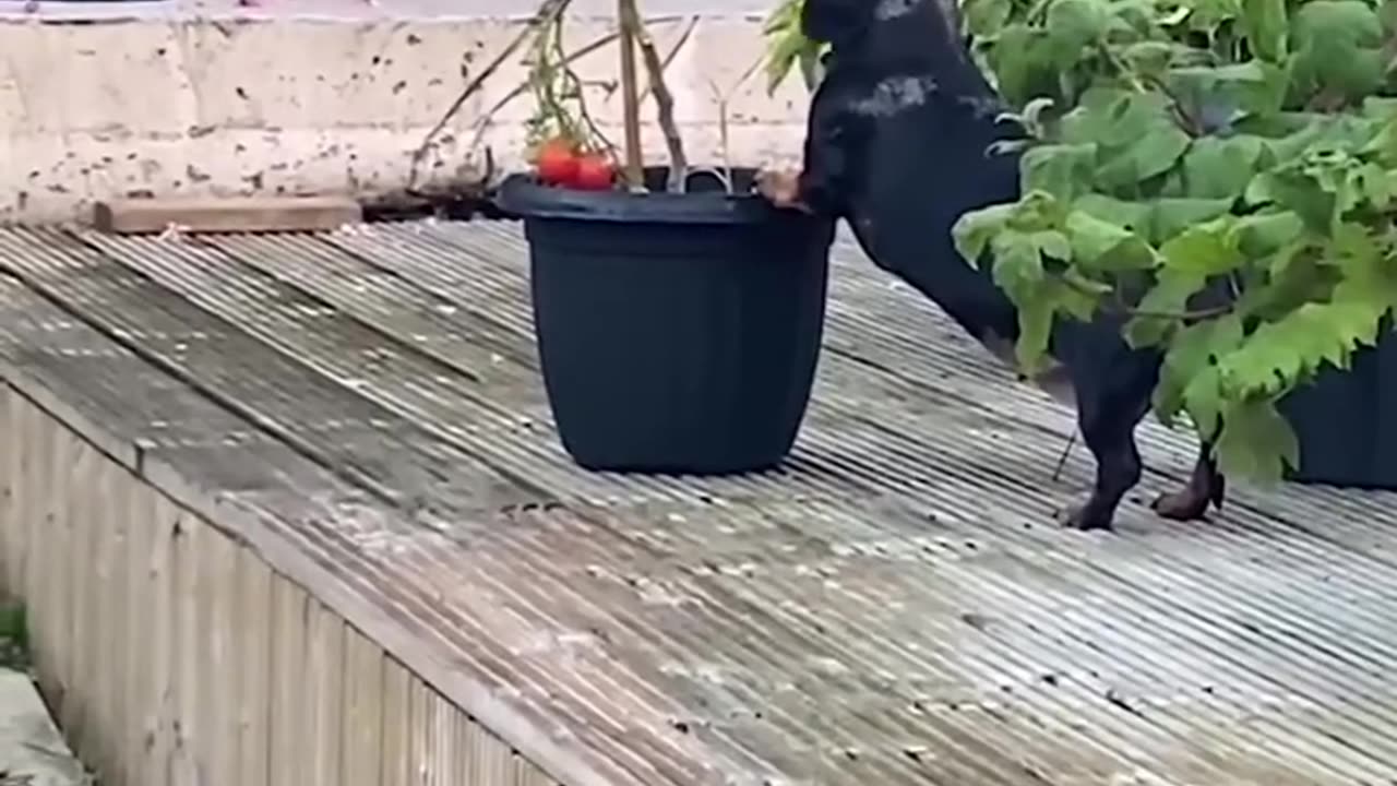 dog eats tomatoes