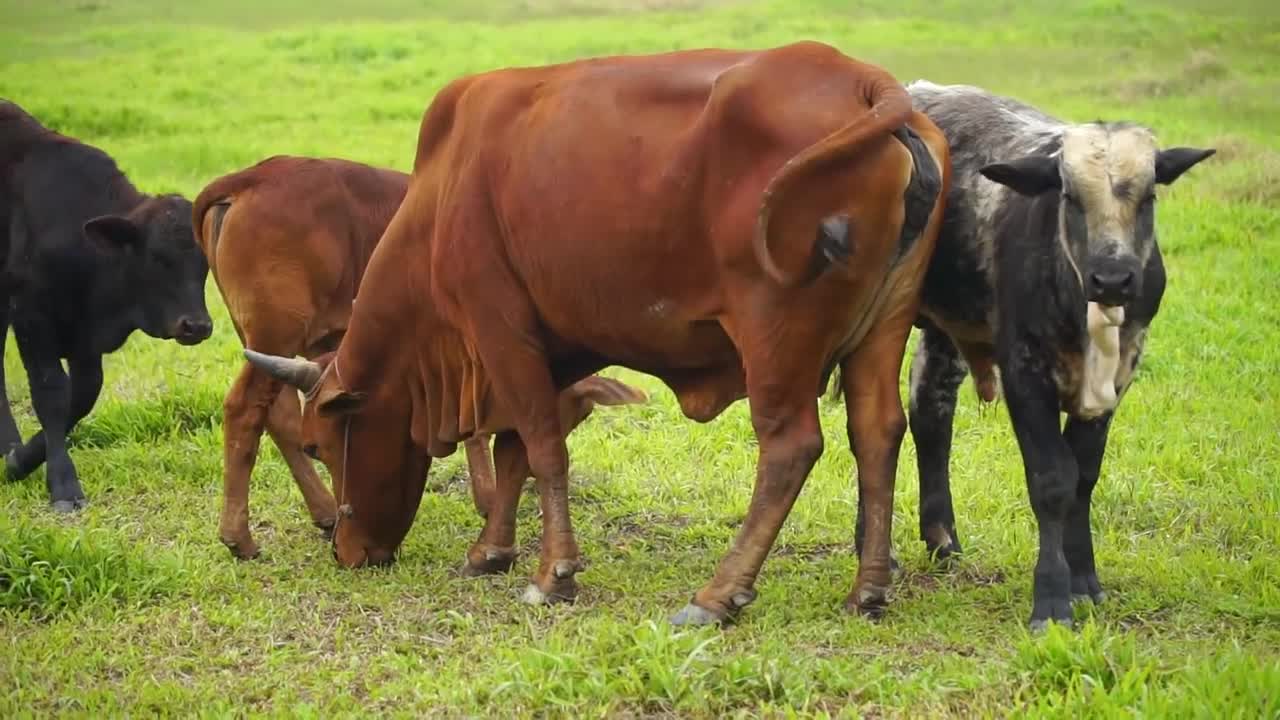 Funny animal sounds_ Elephant, cow, chicken, horse, duck, dog, cat - Part 4