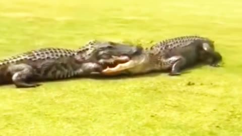 crocodile eat crocodile