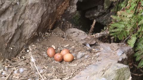 Peregrine Falcon Nesting 4k HQ