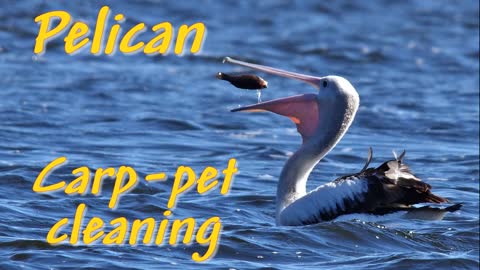 Pelican Carp-pet cleans