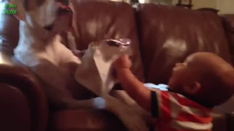 Funny Babies Laughing Hysterically at Dogs Compilation