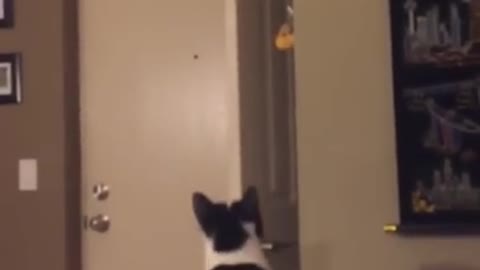 Cat jumping on doors