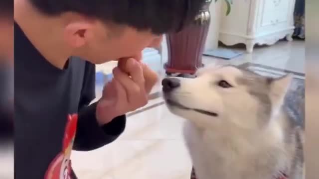 FUNNY ANIMAL CLIPS