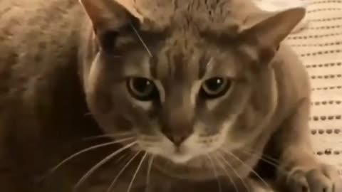 Peaceful Pet Pals | Pets fun | Relaxation