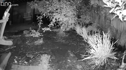 Chicago’s 'Rat' Rage Grows