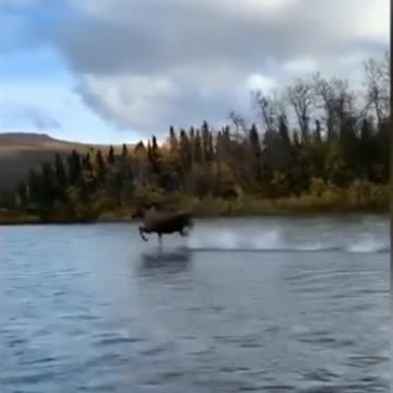 deer running on water